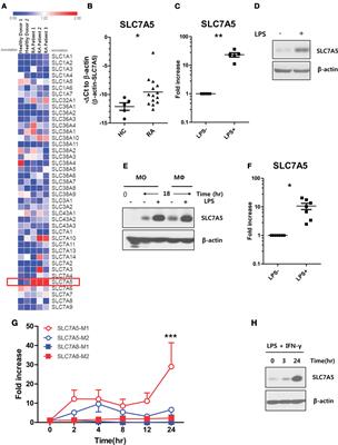 Role of SLC7A5 in Metabolic Reprogramming of Human Monocyte/Macrophage Immune Responses